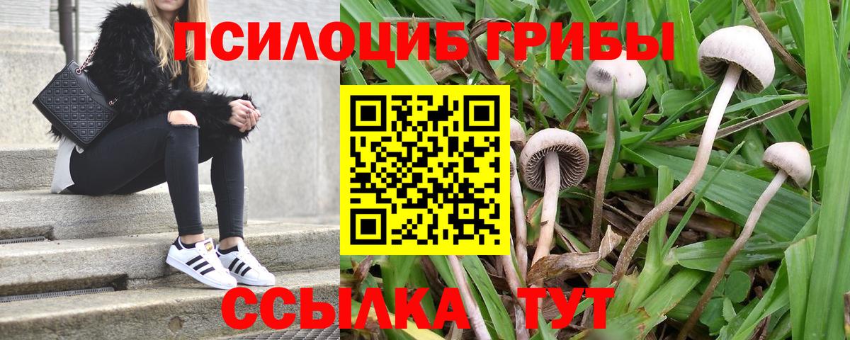 Псилоцибиновые грибы Psilocybe  Вход с VPN  Копейск 